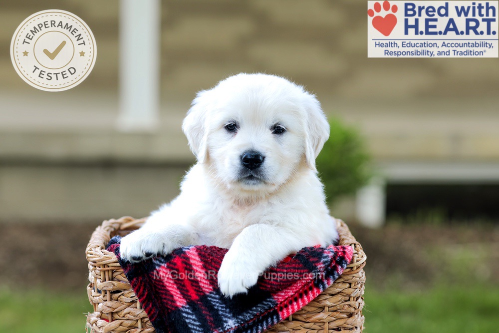 Blossom Image of Blossom, a Golden Retriever puppy