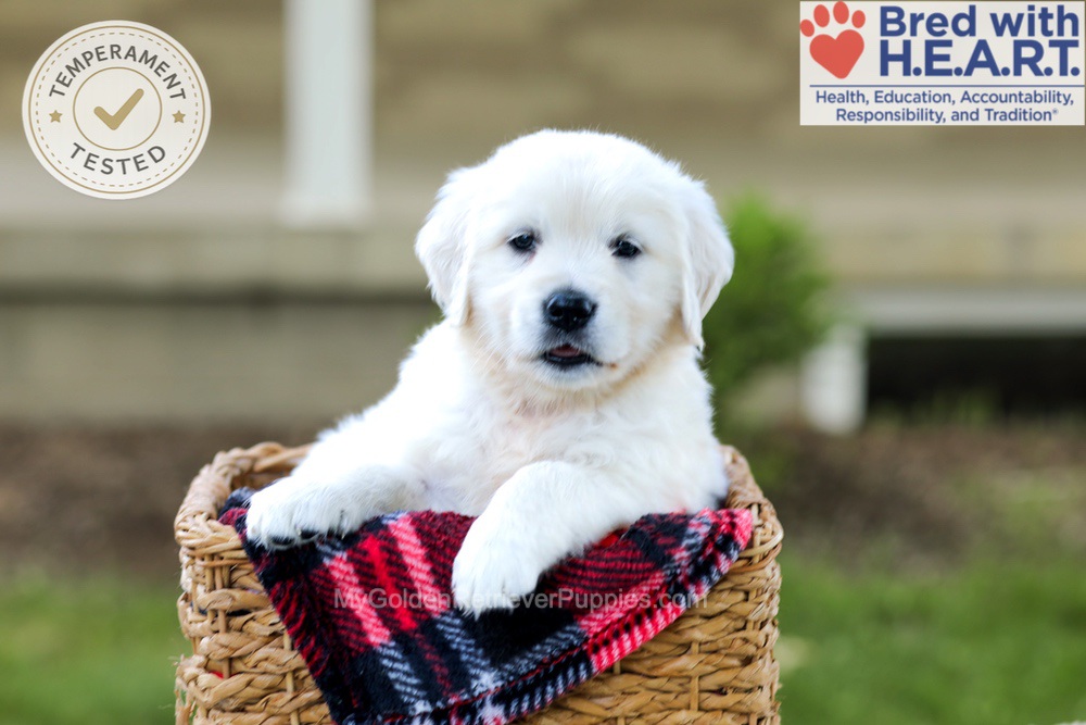 Blossom Image of Blossom, a Golden Retriever puppy