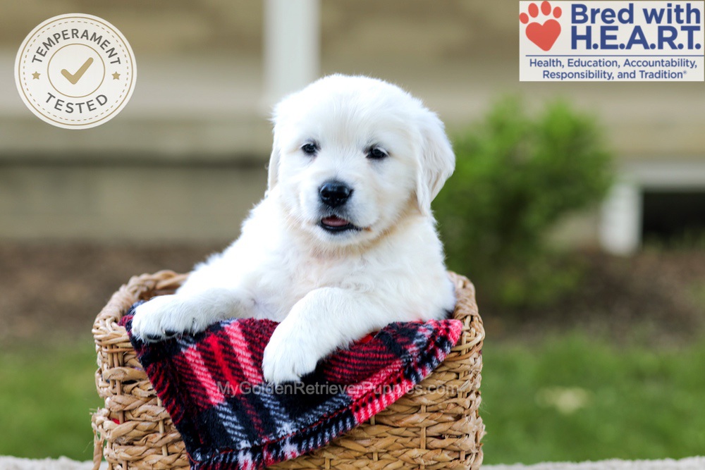 Blossom Image of Blossom, a Golden Retriever puppy