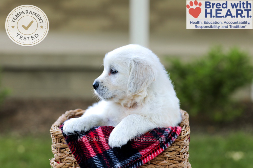 Blossom Image of Blossom, a Golden Retriever puppy