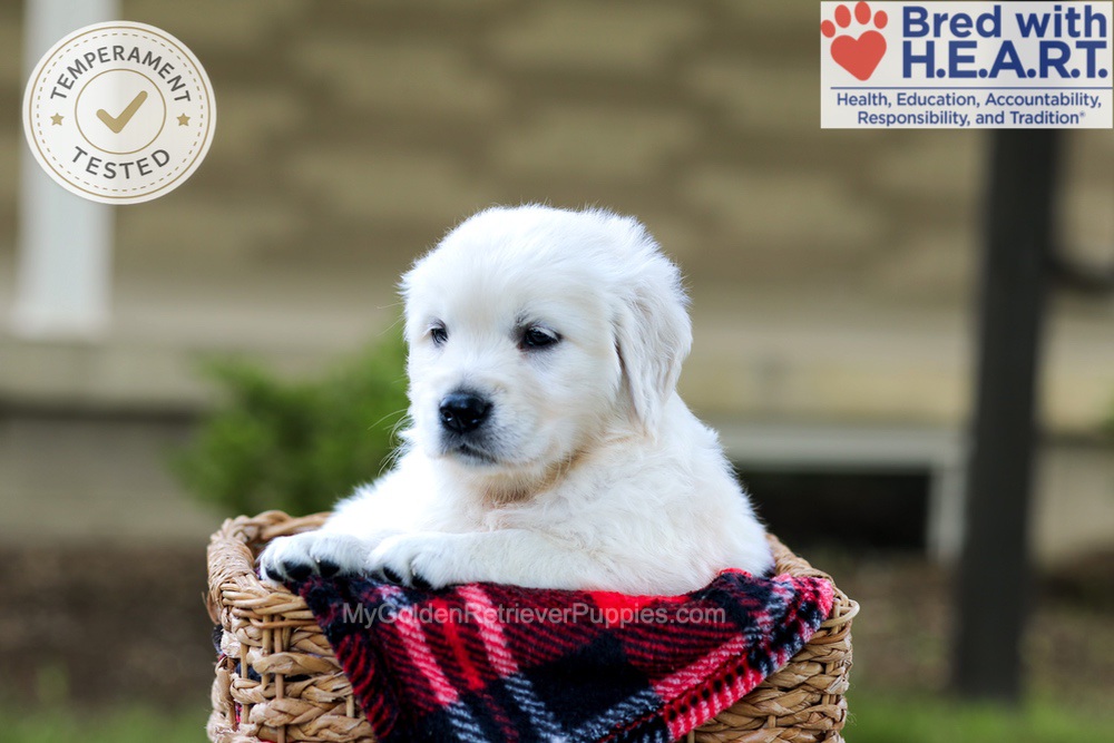 Blossom Image of Blossom, a Golden Retriever puppy