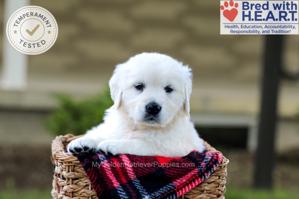 Blossom Image of Blossom, a Golden Retriever puppy