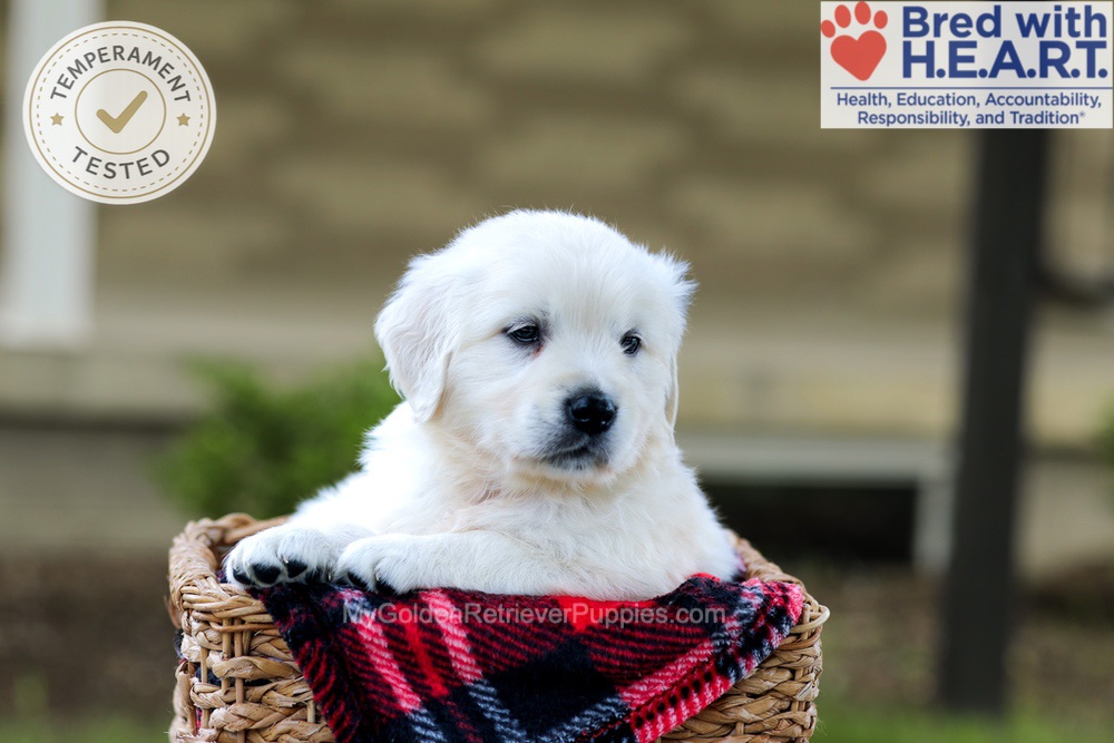 Blossom Image of Blossom, a Golden Retriever puppy