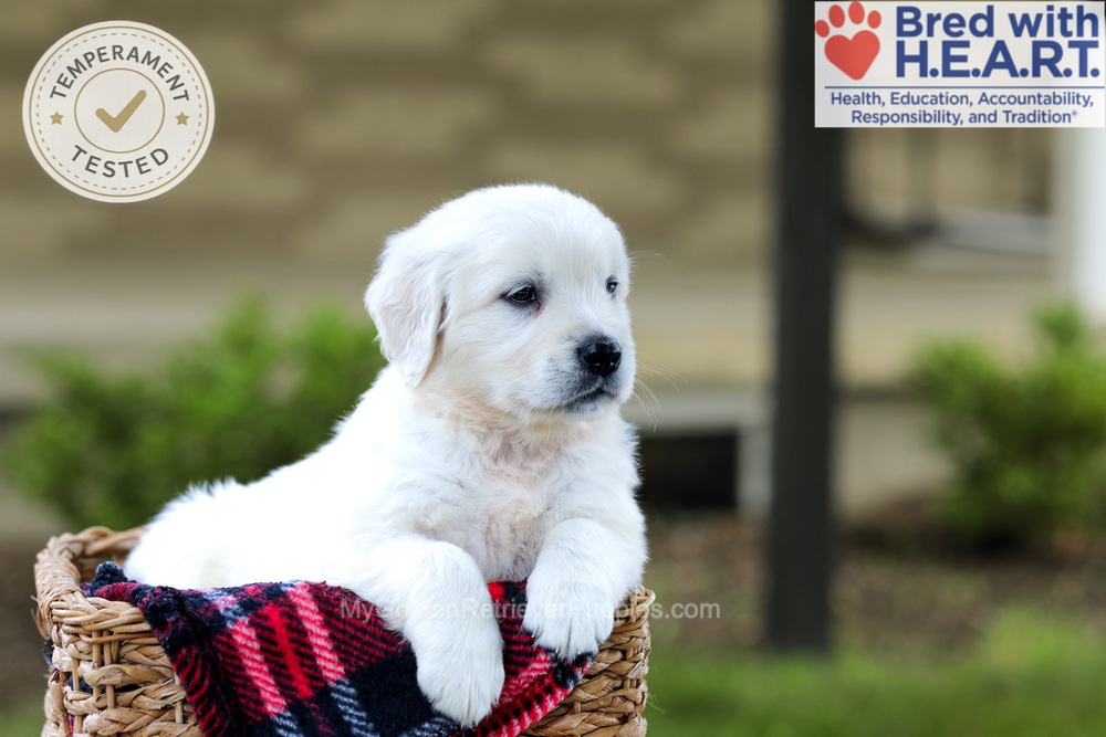 Blossom Image of Blossom, a Golden Retriever puppy