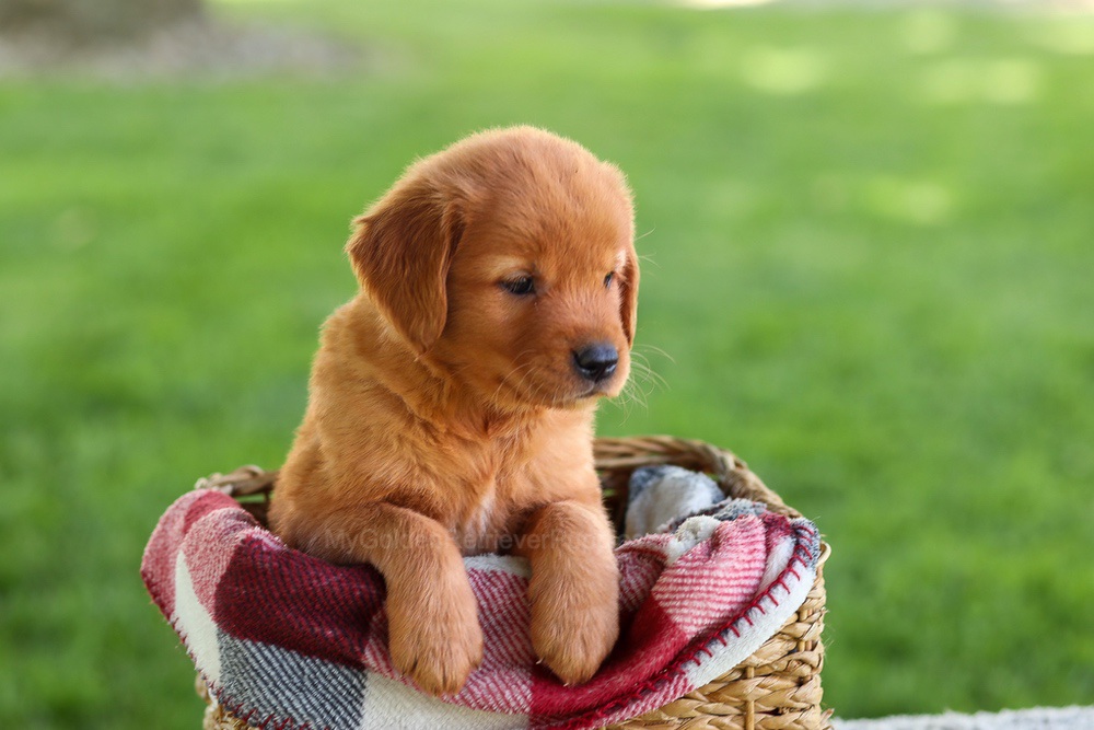 Bluey Image of Bluey, a Golden Retriever puppy
