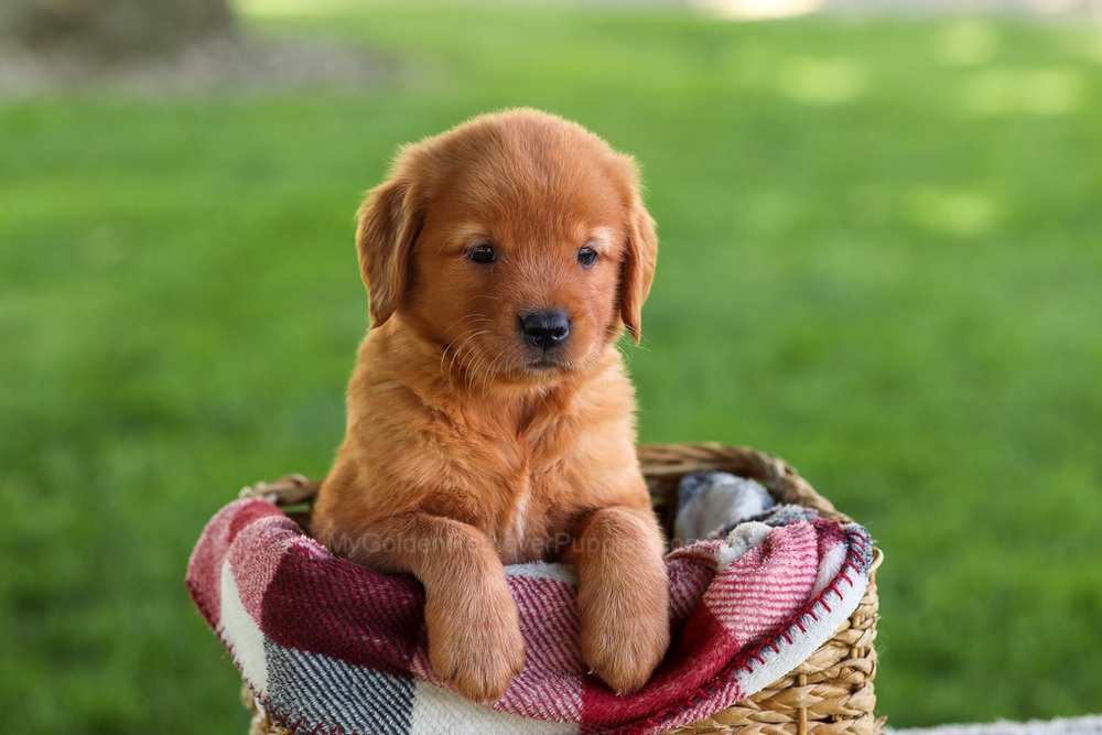 Bluey Image of Bluey, a Golden Retriever puppy