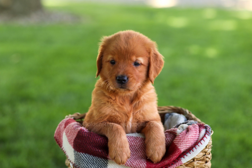 Bluey Image of Bluey, a Golden Retriever puppy