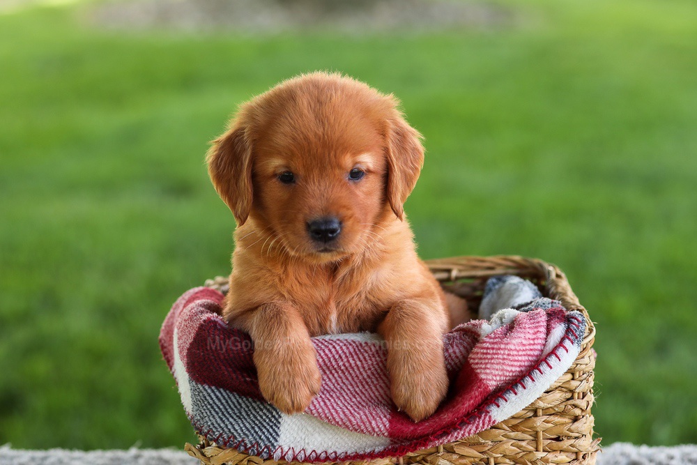 Bluey Image of Bluey, a Golden Retriever puppy