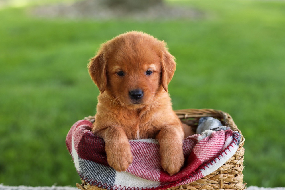 Bluey Image of Bluey, a Golden Retriever puppy