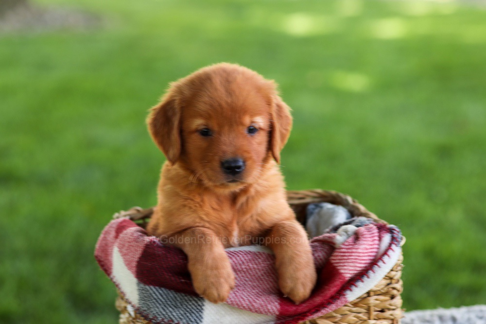 Bluey Image of Bluey, a Golden Retriever puppy