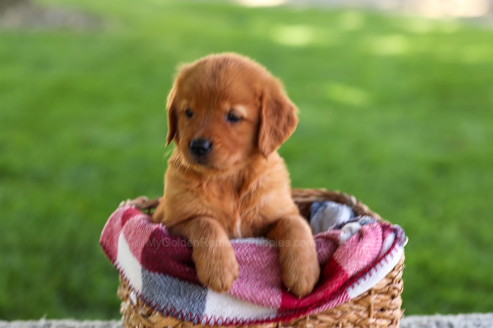 Bluey Image of Bluey, a Golden Retriever puppy