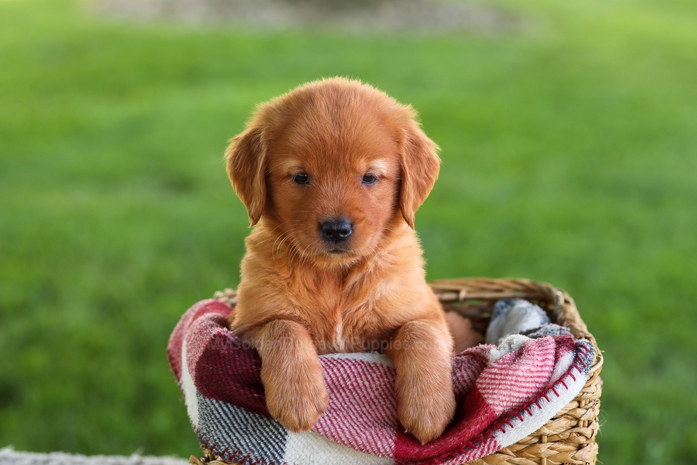 Bluey Image of Bluey, a Golden Retriever puppy