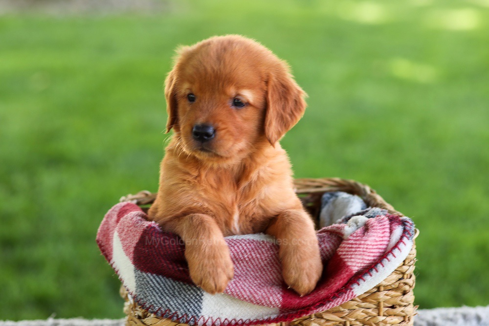 Bluey Image of Bluey, a Golden Retriever puppy
