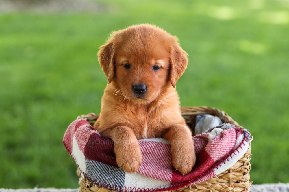Bluey Image of Bluey, a Golden Retriever puppy