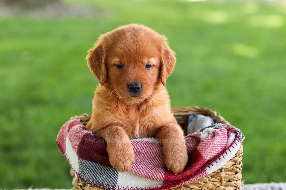 Bluey Image of Bluey, a Golden Retriever puppy