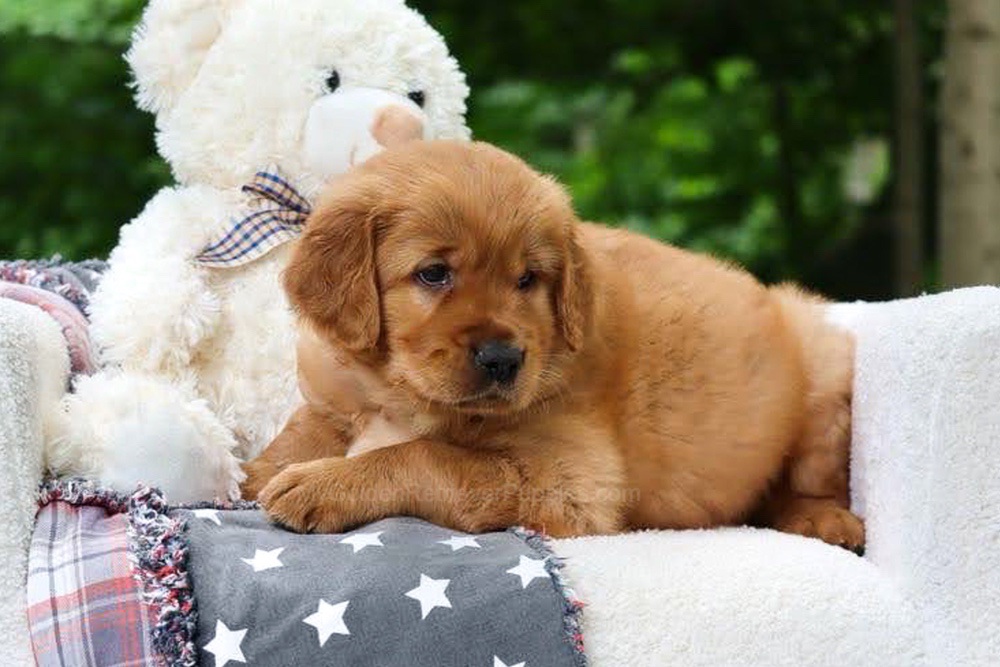 Blynken Image of Blynken, a Golden Retriever puppy