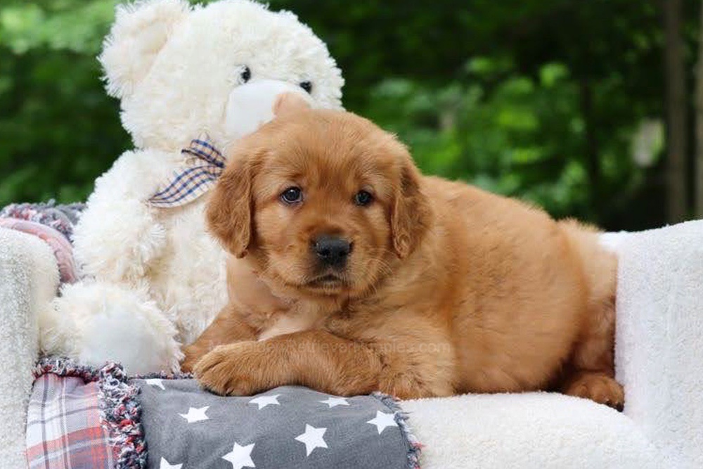 Blynken Image of Blynken, a Golden Retriever puppy