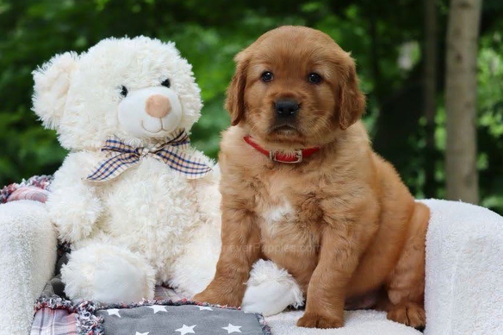 Blynken Image of Blynken, a Golden Retriever puppy