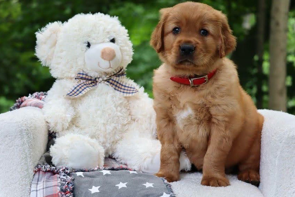 Blynken Image of Blynken, a Golden Retriever puppy
