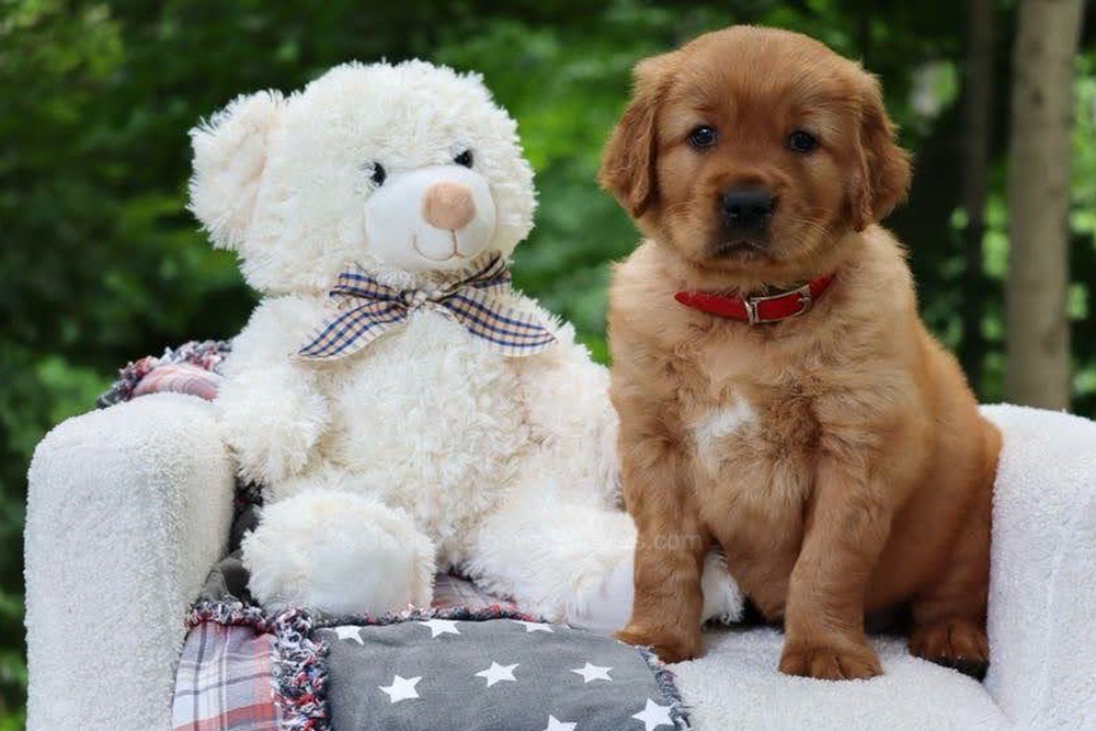 Blynken Image of Blynken, a Golden Retriever puppy