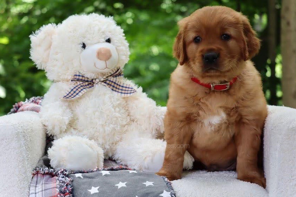 Blynken Image of Blynken, a Golden Retriever puppy