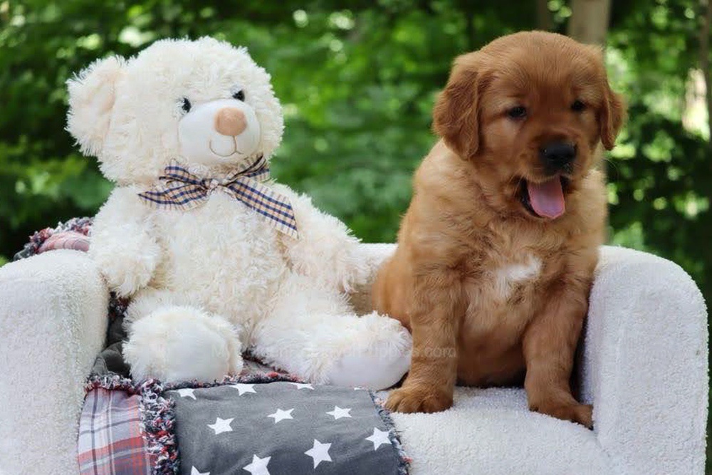 Blynken Image of Blynken, a Golden Retriever puppy