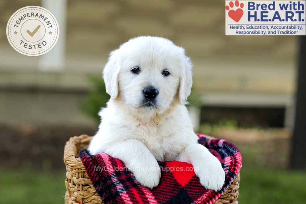 Bono Image of Bono, a Golden Retriever puppy