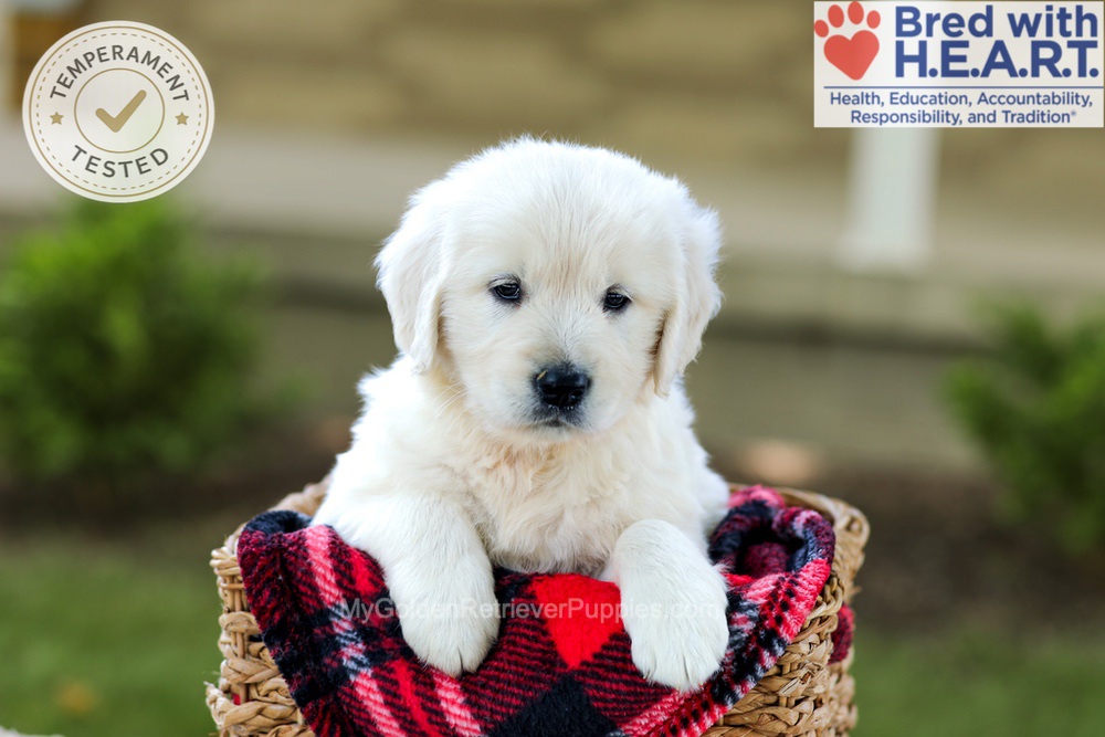 Bono Image of Bono, a Golden Retriever puppy