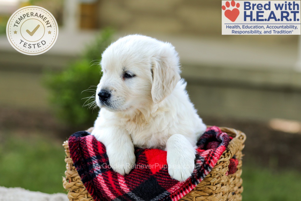 Bono Image of Bono, a Golden Retriever puppy