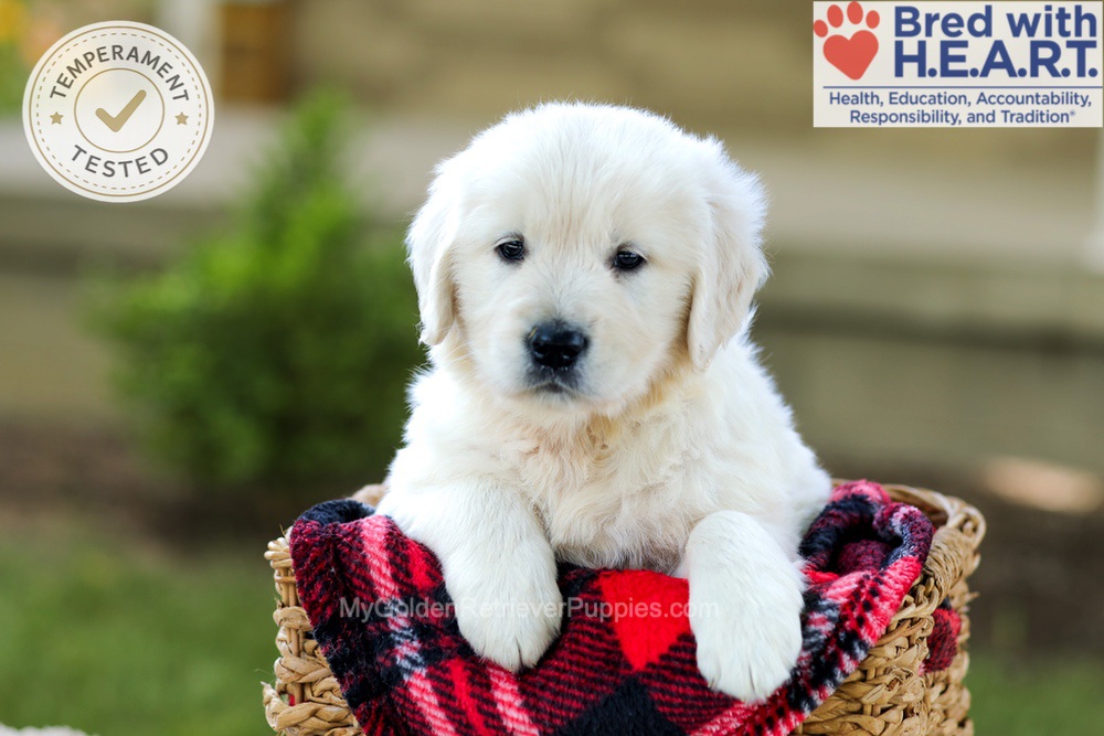 Bono Image of Bono, a Golden Retriever puppy