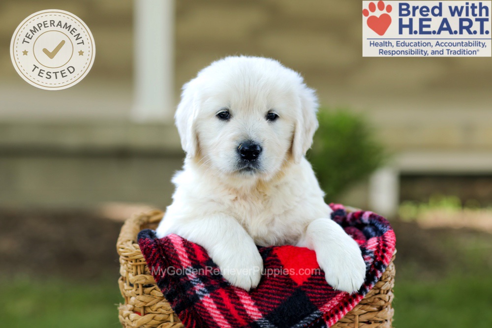 Bono Image of Bono, a Golden Retriever puppy