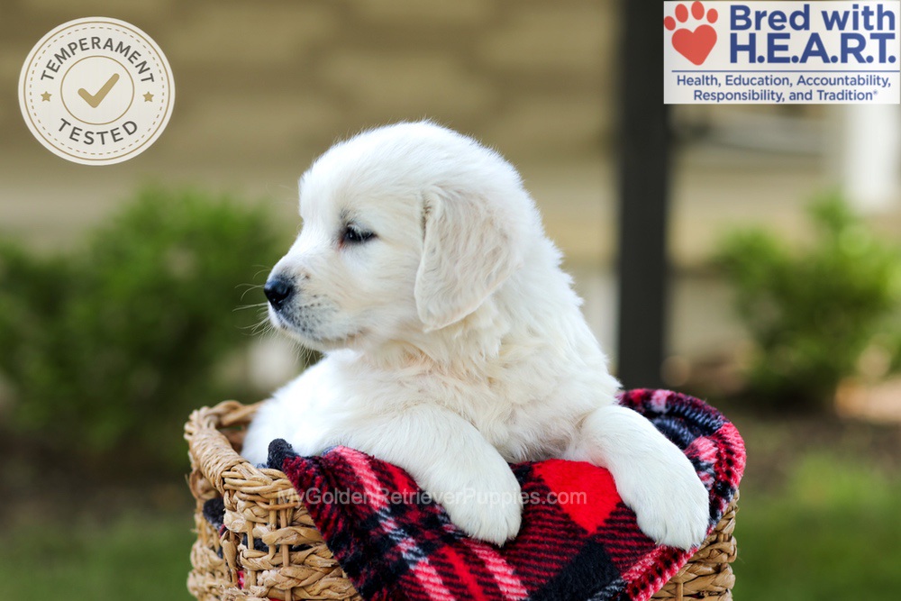 Bono Image of Bono, a Golden Retriever puppy