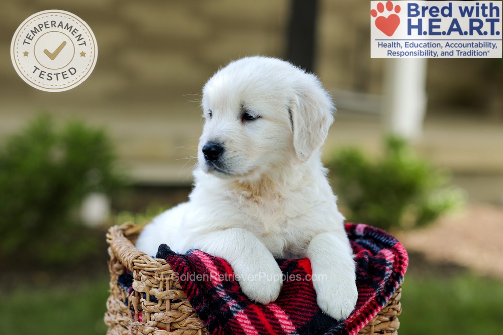 Bono Image of Bono, a Golden Retriever puppy