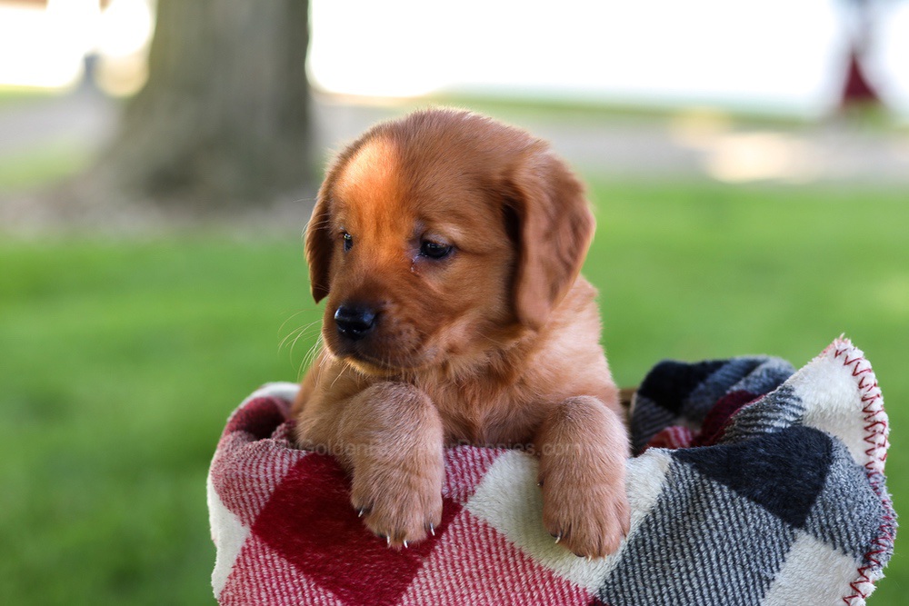 Brinley Image of Brinley, a Golden Retriever puppy