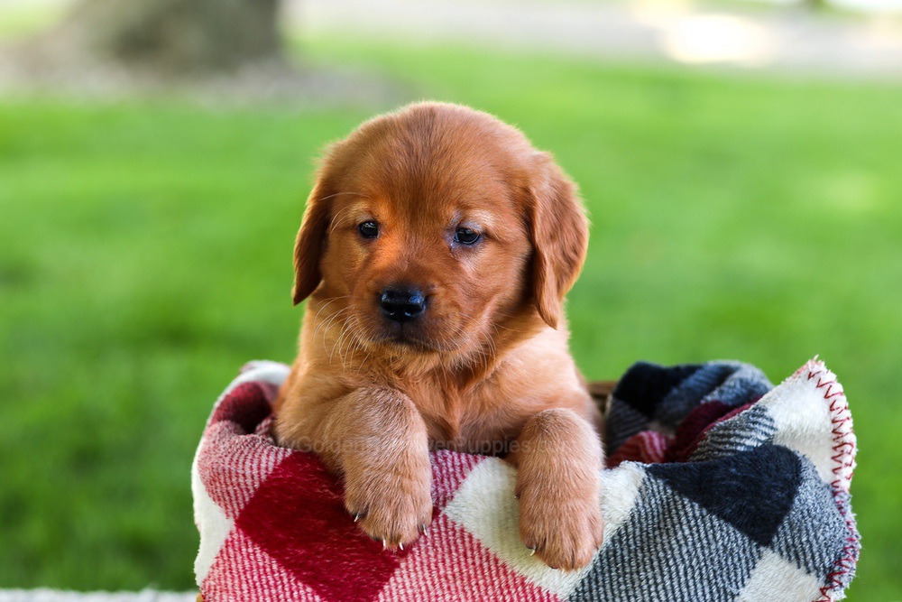 Brinley Image of Brinley, a Golden Retriever puppy