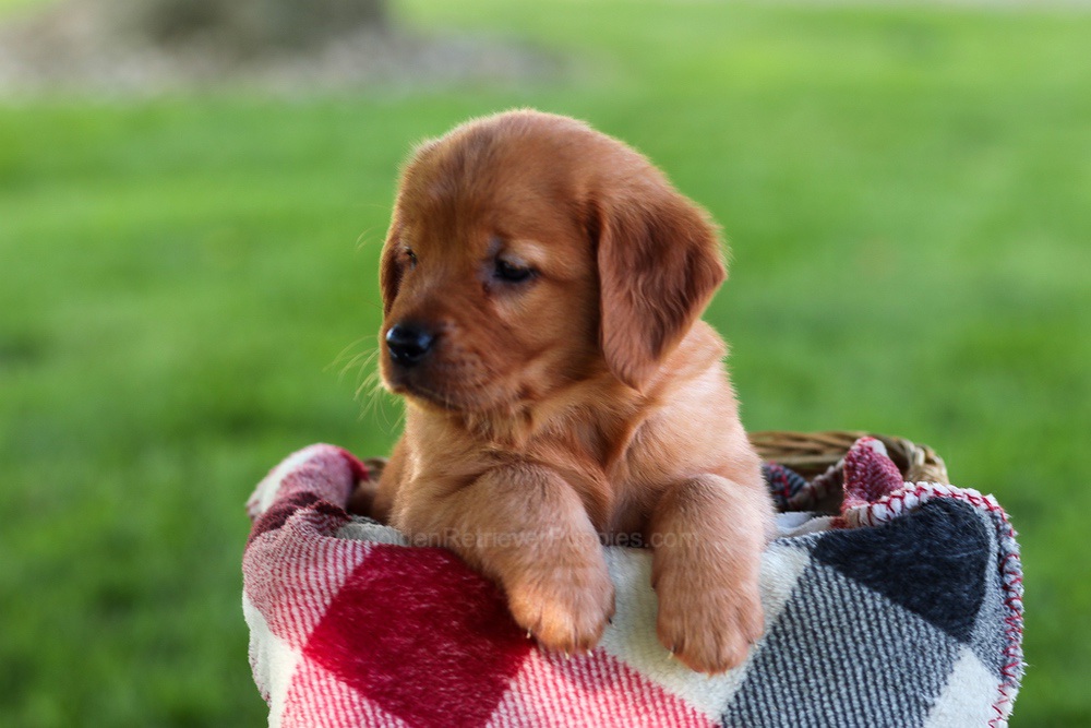 Brinley Image of Brinley, a Golden Retriever puppy