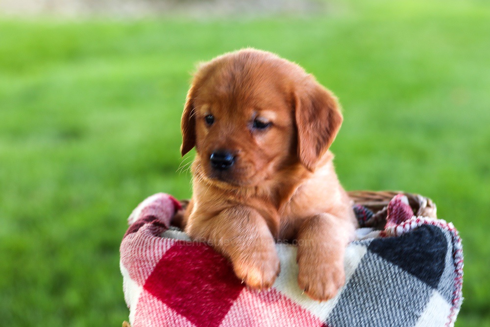Brinley Image of Brinley, a Golden Retriever puppy