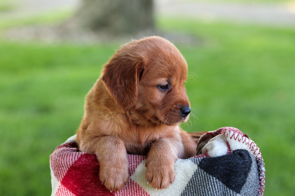 Brinley Image of Brinley, a Golden Retriever puppy