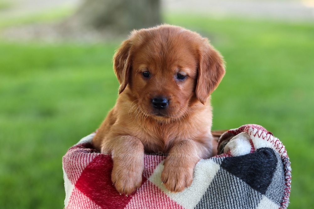 Brinley Image of Brinley, a Golden Retriever puppy