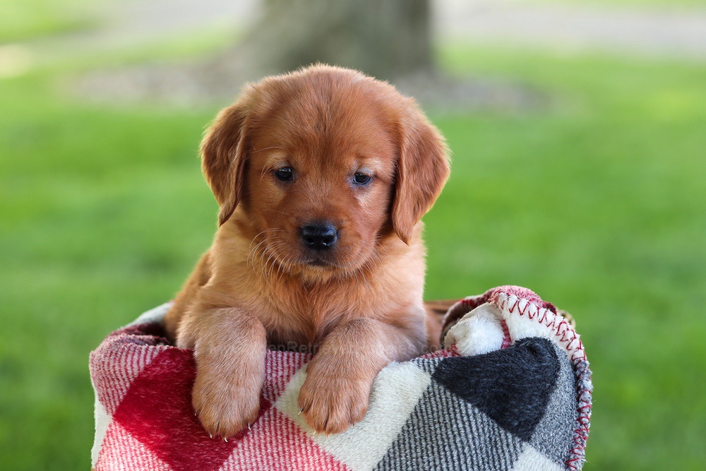 Brinley Image of Brinley, a Golden Retriever puppy