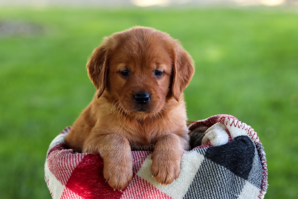 Brinley Image of Brinley, a Golden Retriever puppy