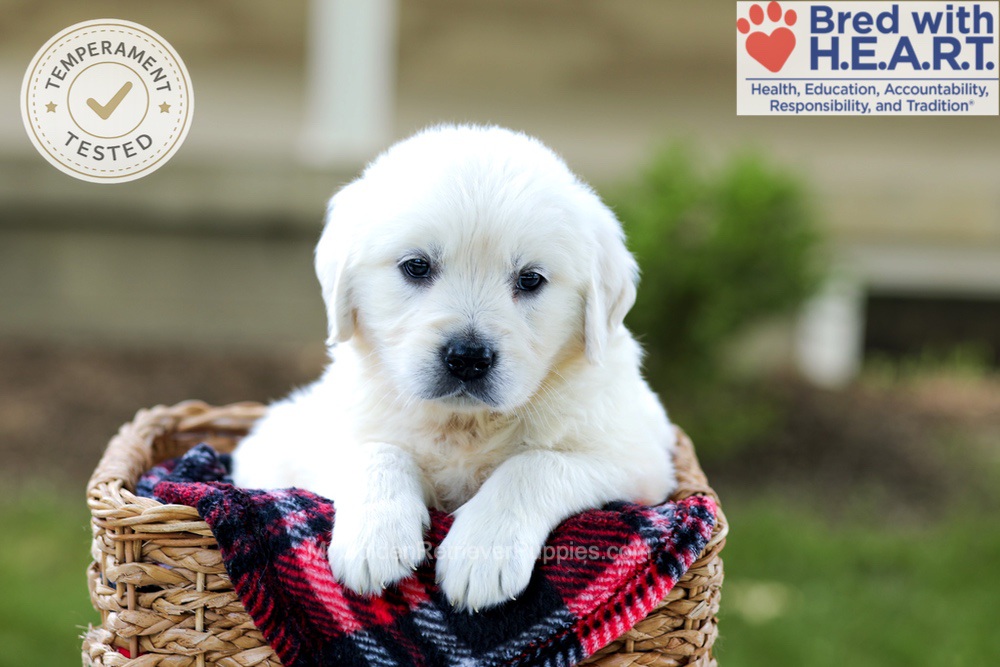 Britney Image of Britney, a Golden Retriever puppy