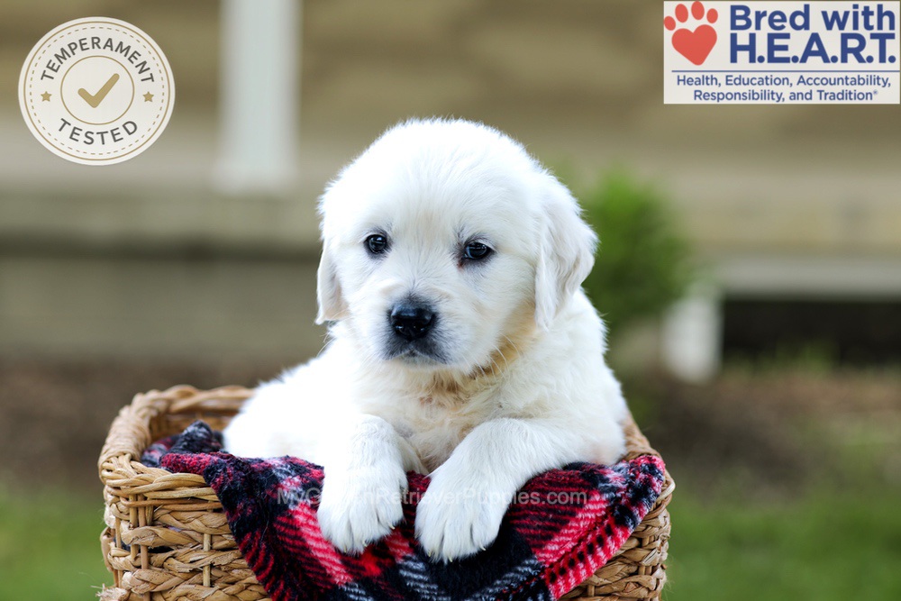 Britney Image of Britney, a Golden Retriever puppy