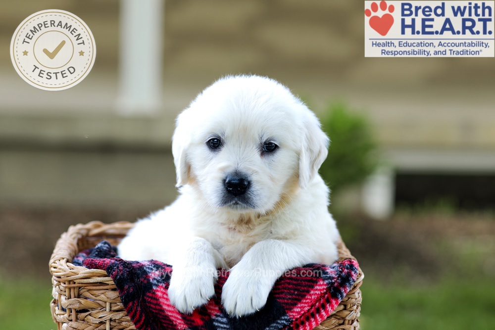 Britney Image of Britney, a Golden Retriever puppy