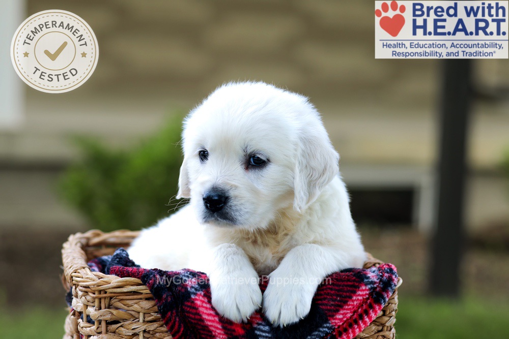 Britney Image of Britney, a Golden Retriever puppy