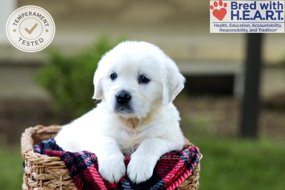 Britney Image of Britney, a Golden Retriever puppy