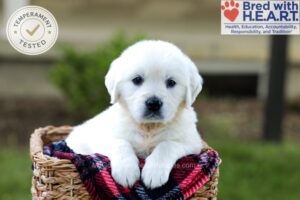 Image of Britney, a Golden Retriever puppy