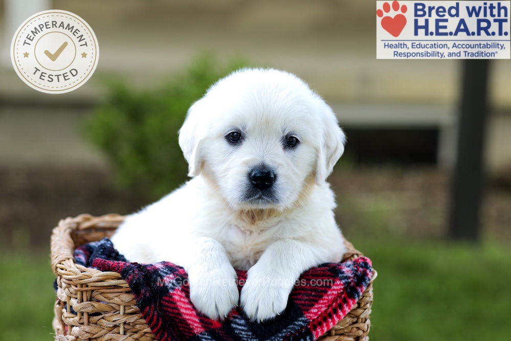 Britney Image of Britney, a Golden Retriever puppy