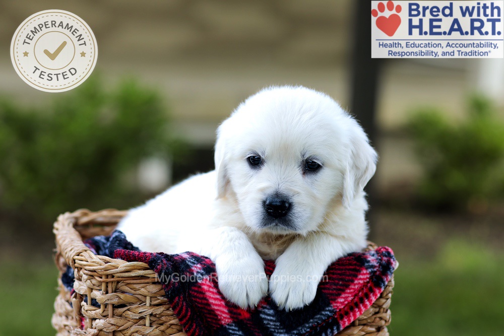 Britney Image of Britney, a Golden Retriever puppy