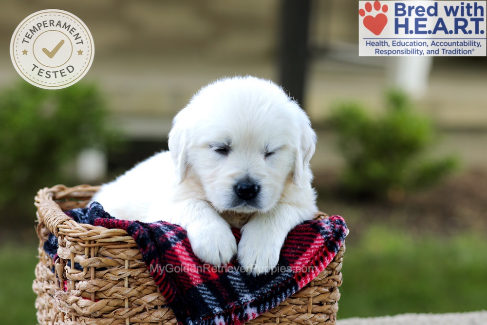 Britney Image of Britney, a Golden Retriever puppy